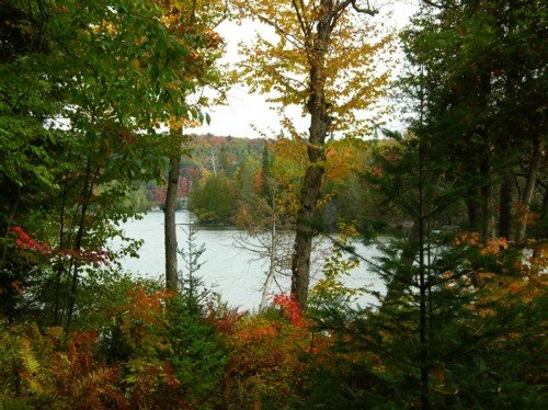 spruce_view_from